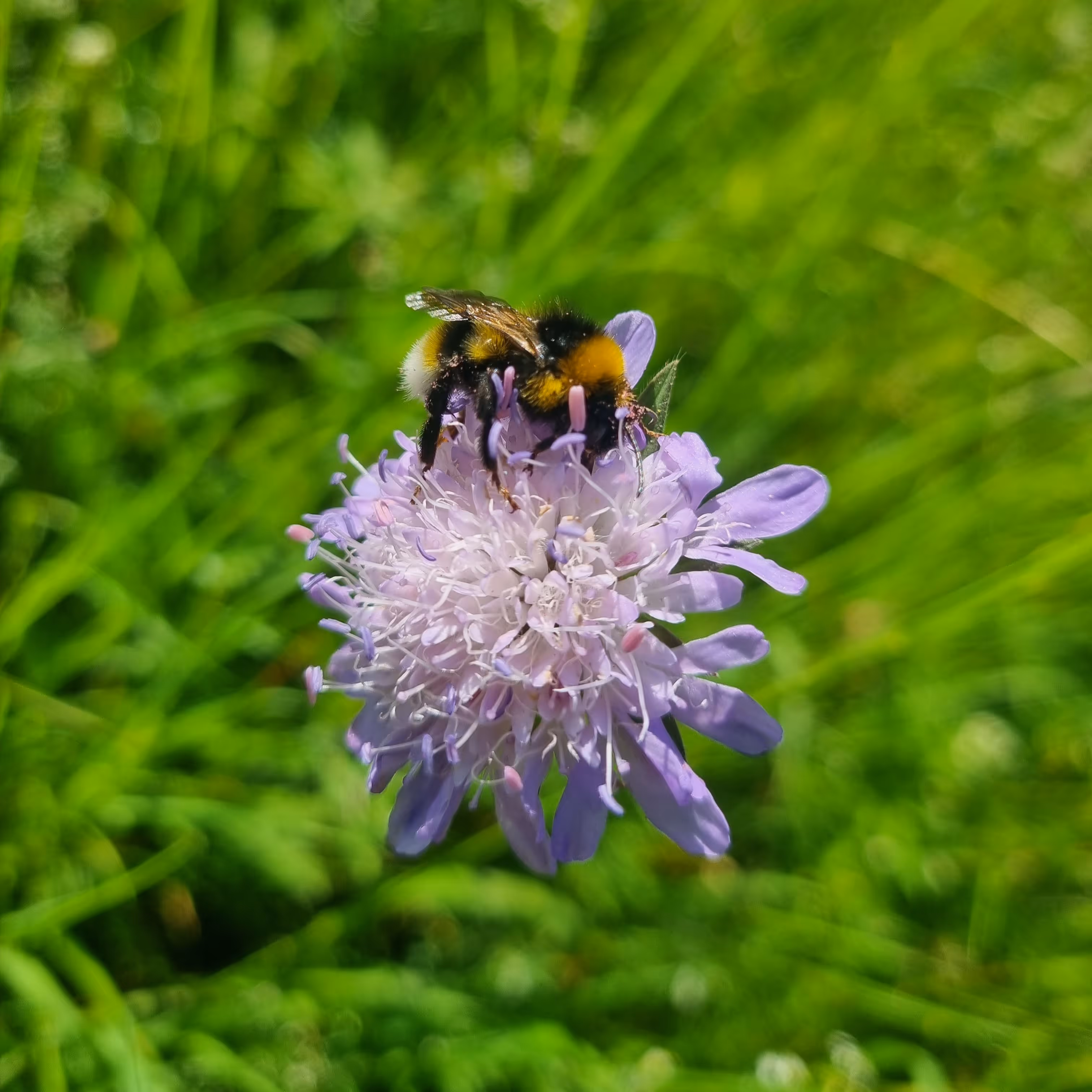 Close-up of a bumblebee with black and yellow stripes gathering nectar on a light purple flower against a blurred green grass background.