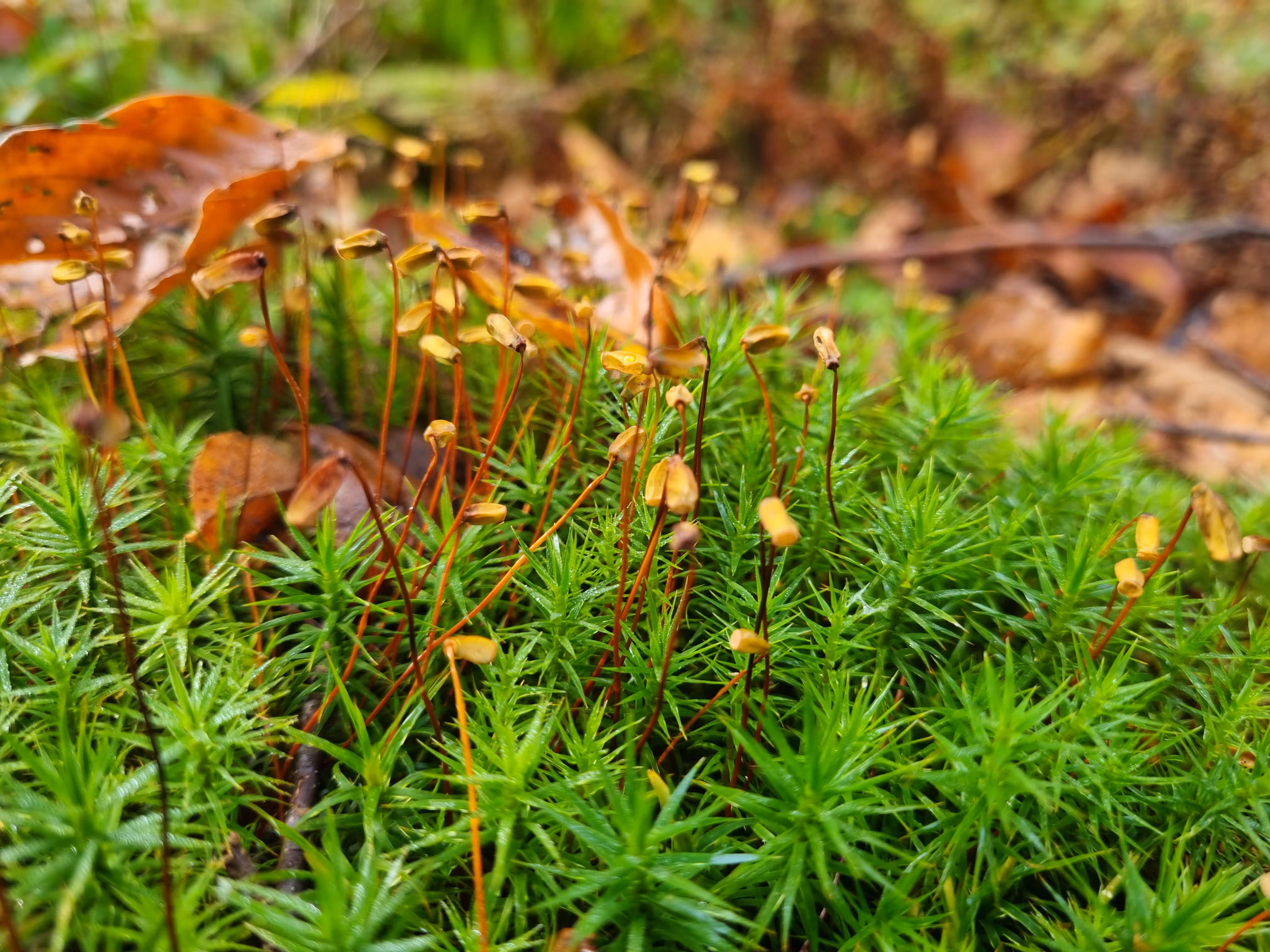 Close-up of green moss with thin brown stalks topped with small yellow capsules, scattered with brown fallen leaves.