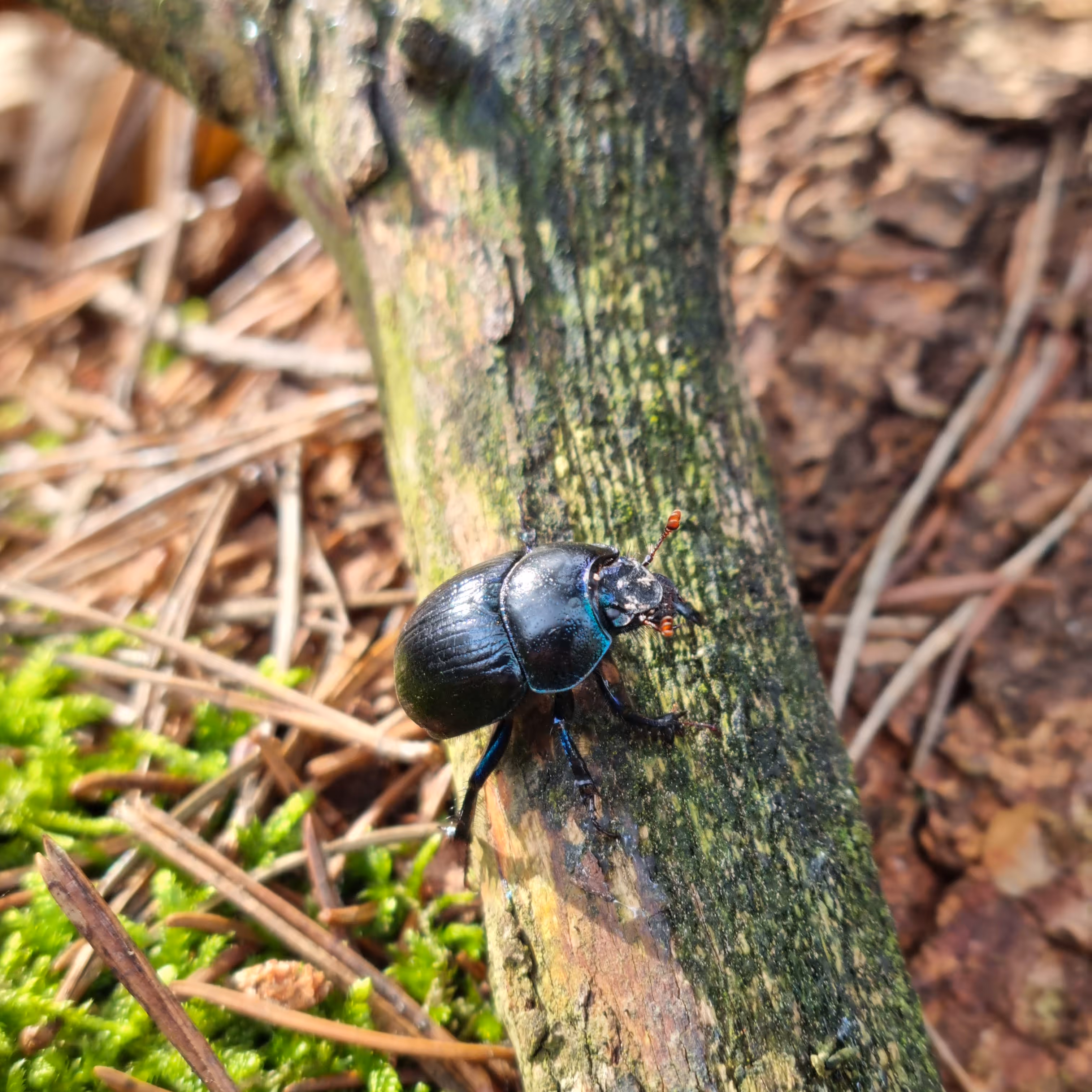 Close-up of a shiny black beetle with orange-tipped antennae on mossy tree bark with pine needles around.