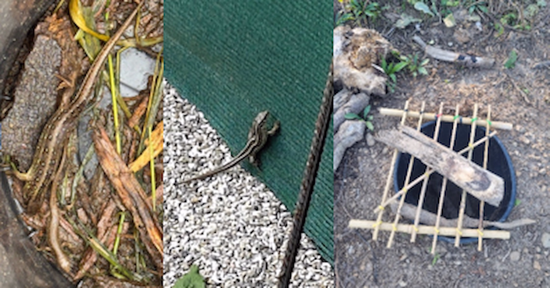 Three images showing small lizards: one in a natural leaf-covered area, one climbing up a green surface next to gravel, and one next to a black bucket covered with a stick lattice on dirt.