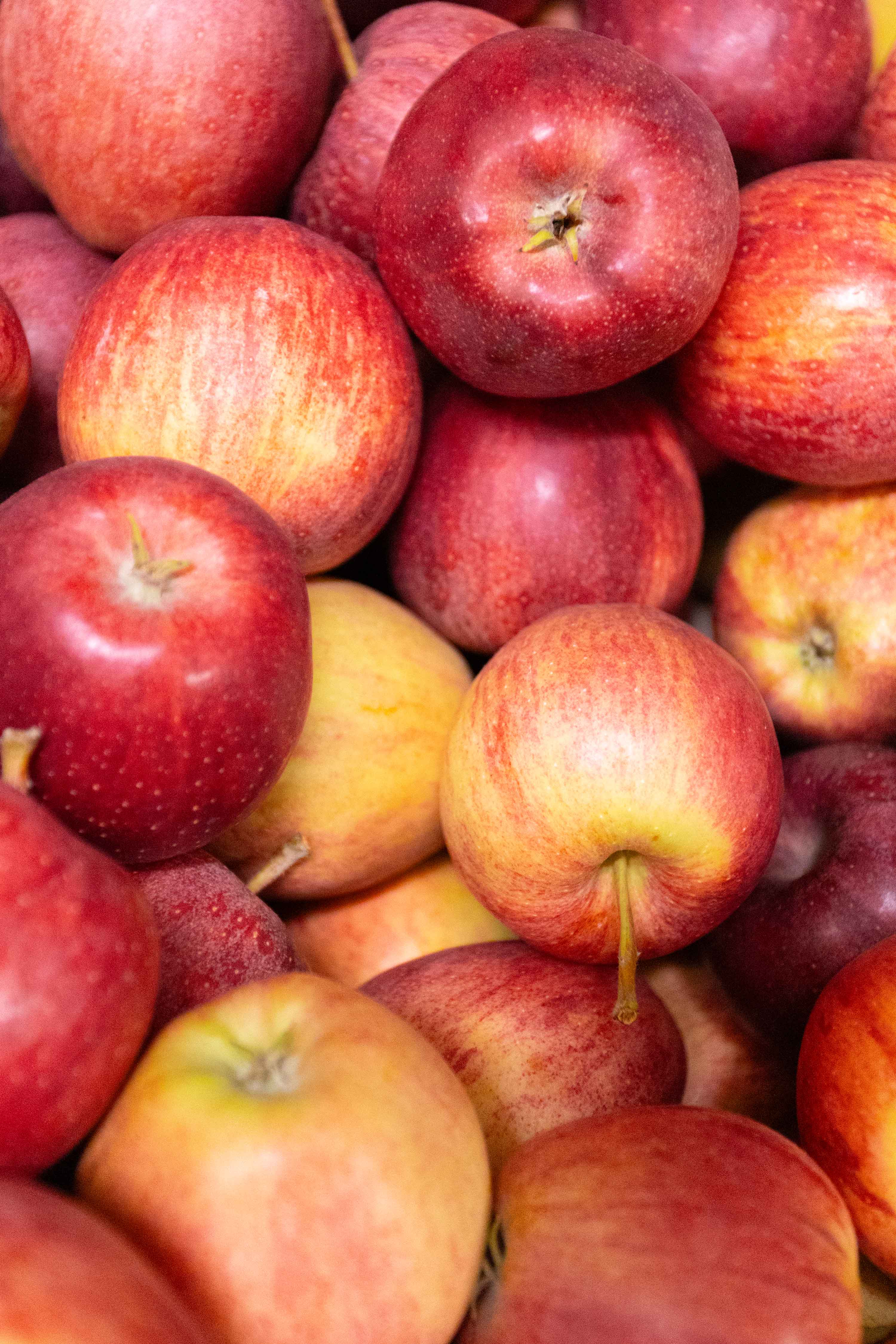Nahaufnahme von mehreren roten und gelblich-roten Äpfeln eng aneinander.