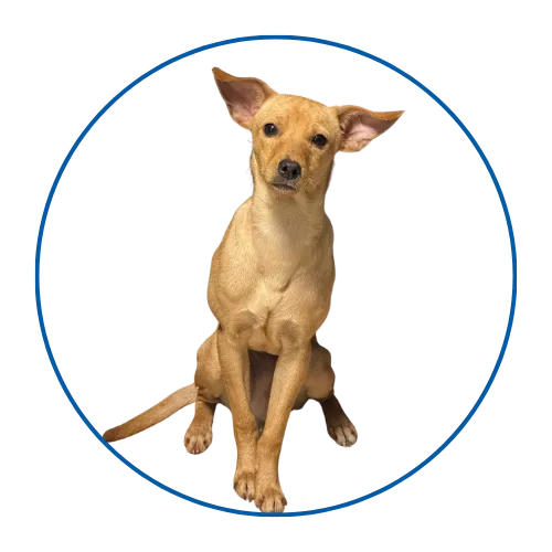 Hellbrauner Hund sitzt aufmerksam in blauem Kreis