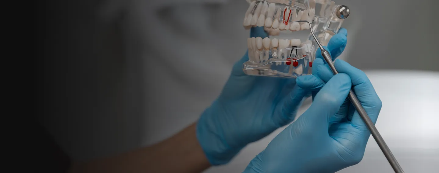 Zahnarzt hält ein anatomisches Zahnmodell und demonstriert mit Instrument die Funktionsweise von Zähnen und Wurzelkanälen