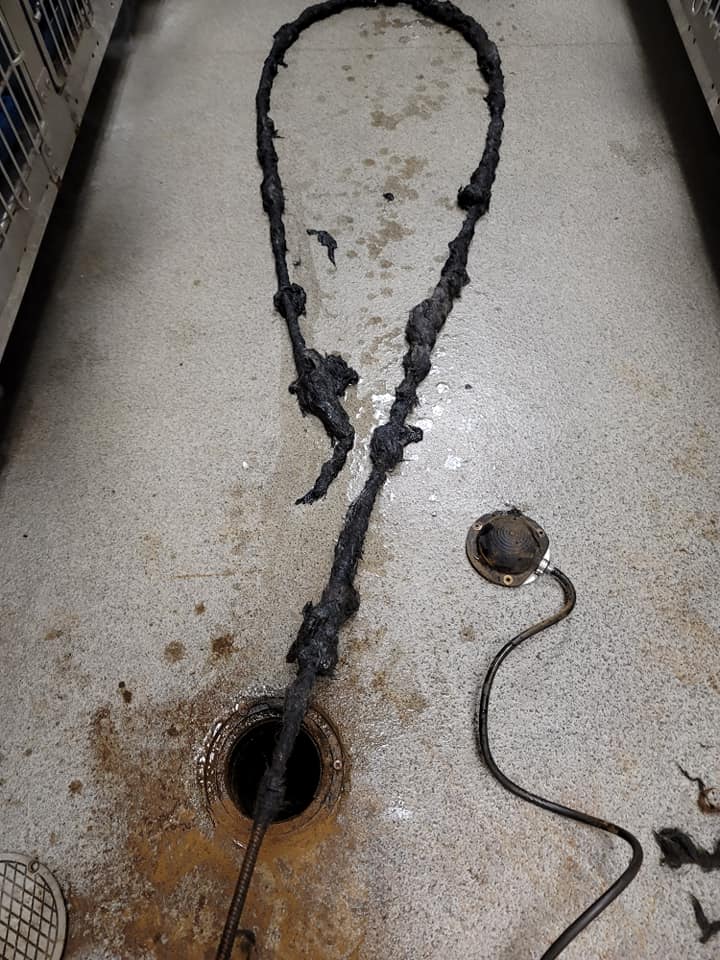 Drain cleaning removing heavy buildup from a floor drain.