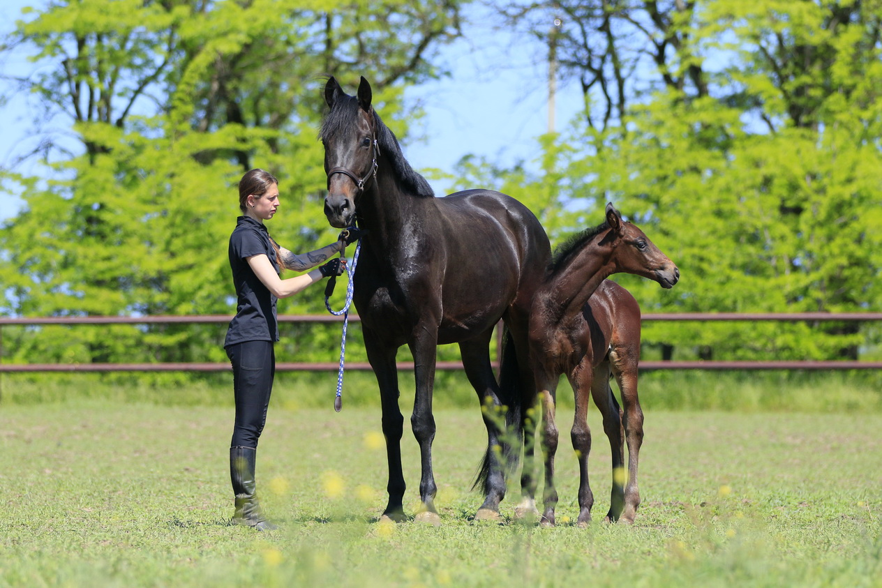 G-Class ST