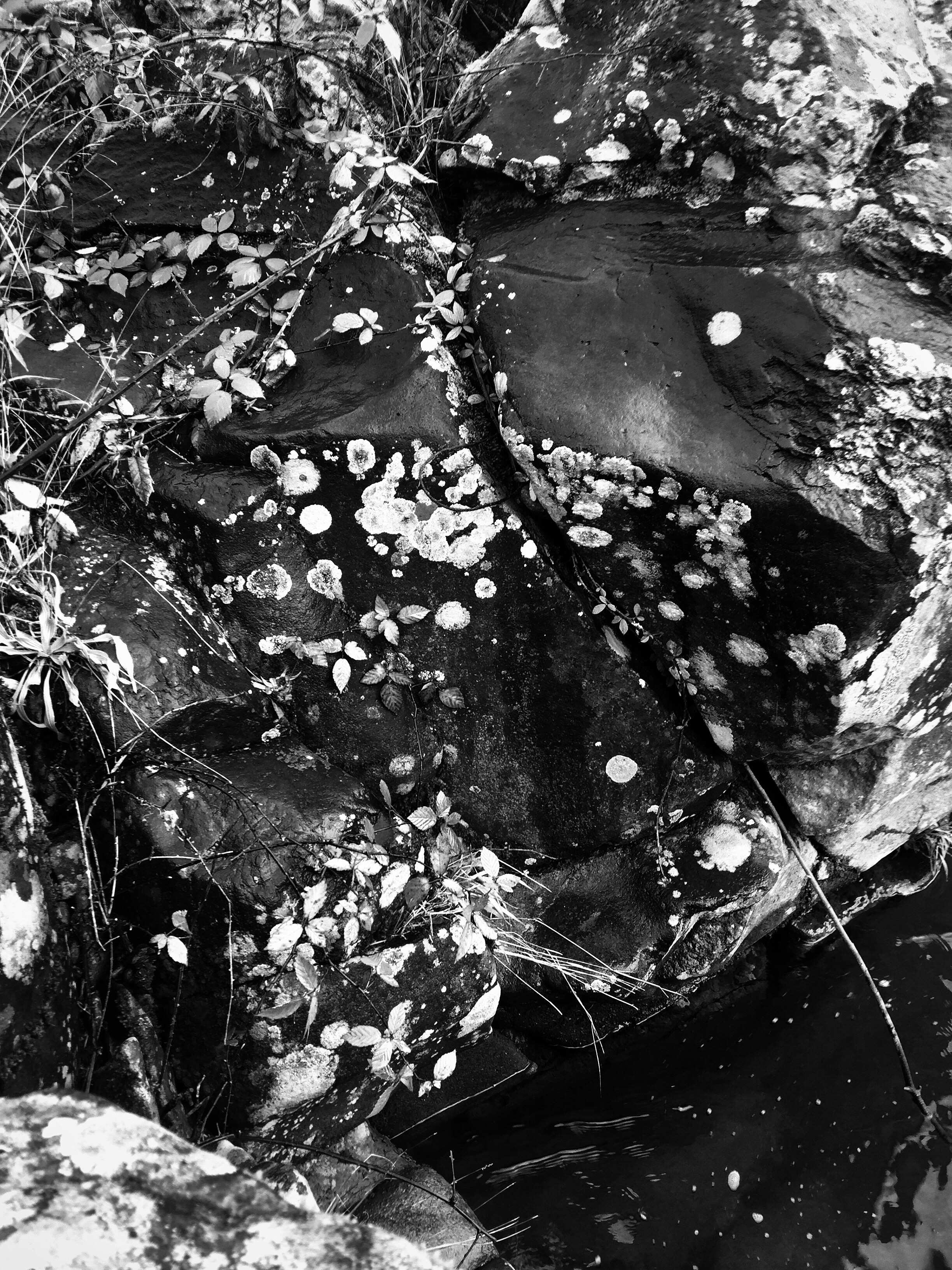 Black and white image showing rocks with patches of lichen and small plants growing in the crevices. Some grass is visible, and water appears at the bottom corner of the image.