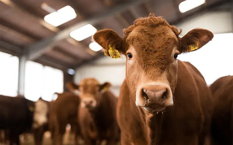 Weiderinder grasen auf saftig grüner Weide der Gutsverwaltung Schönfelder Hochland