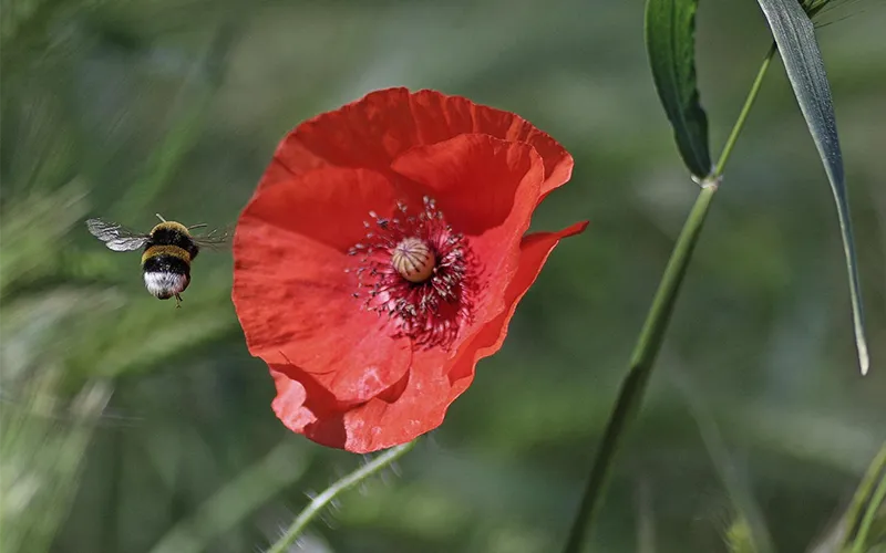 Mohnblume mit Hummel