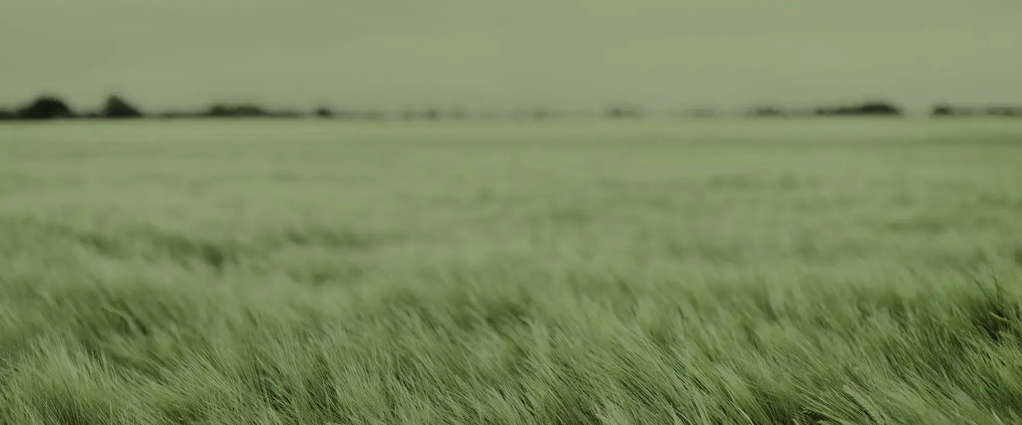 Blick über die grünen Wiesen der Gutsverwaltung Schönfelder Hochland bei sonnigem Wetter