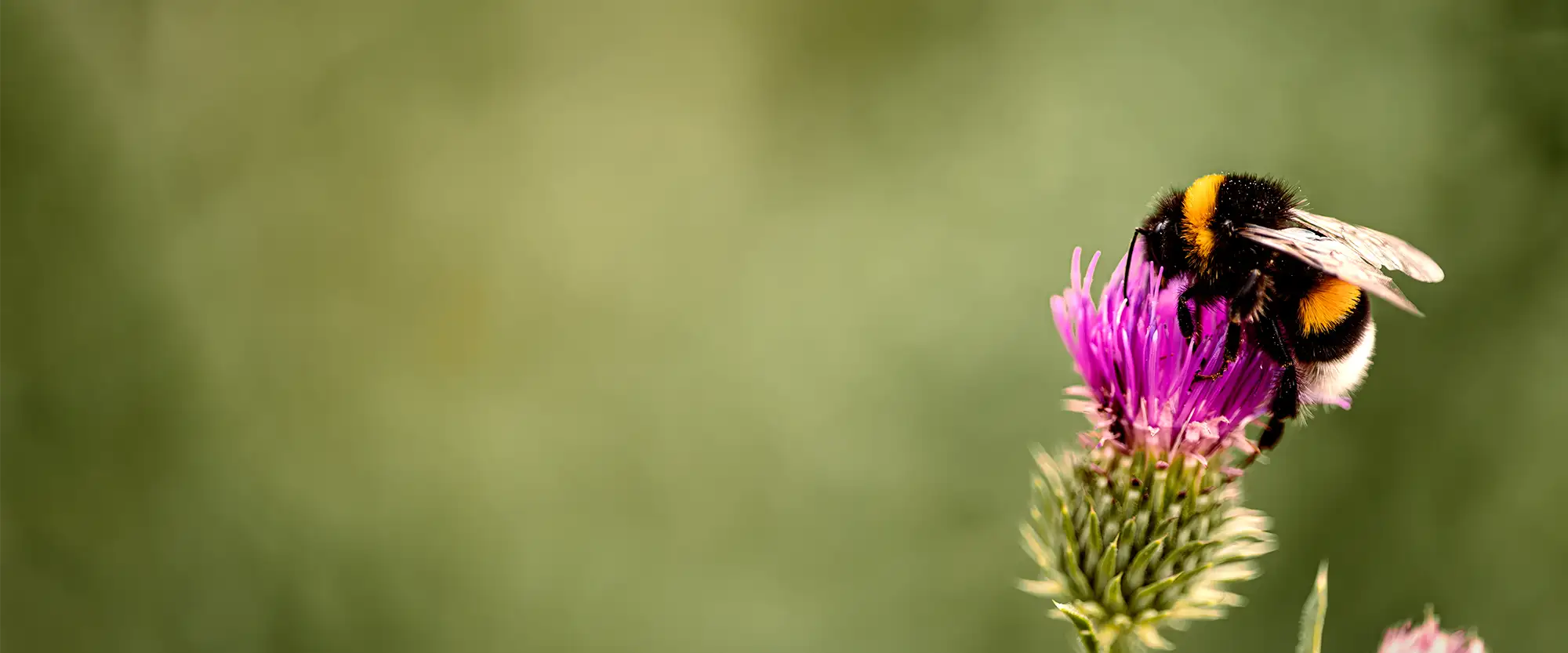 Hummel auf Blüte auf den Blühfeldern der der Gutsverwaltung Schönfelder Hochland
