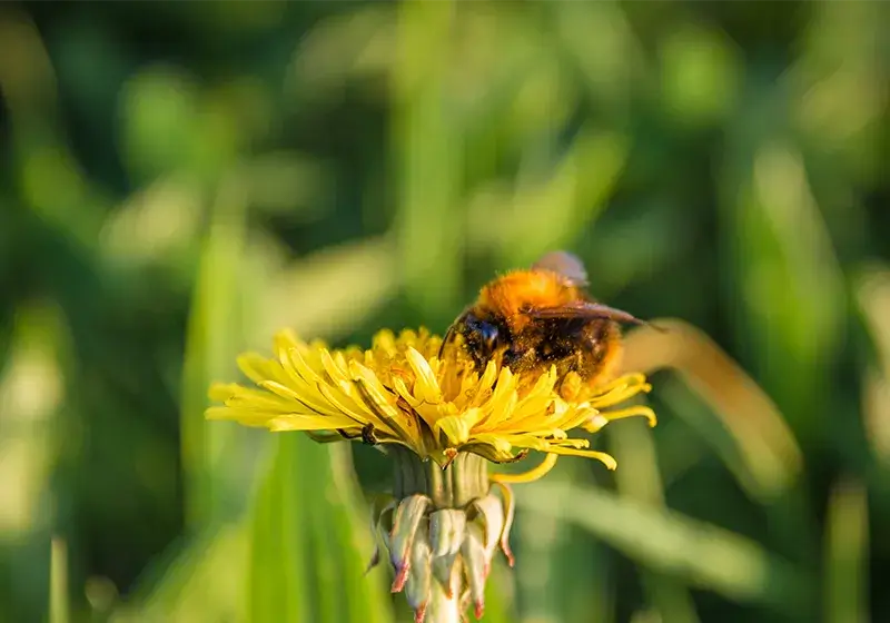 Biene auf einer Löwenzahn-Blüte auf den Blühfeldern der der Gutsverwaltung Schönfelder Hochland