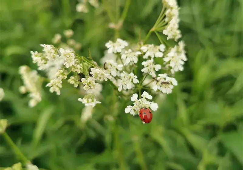 Weiße Blume mit Marienkäfer auf den Blühfeldern der der Gutsverwaltung Schönfelder Hochland