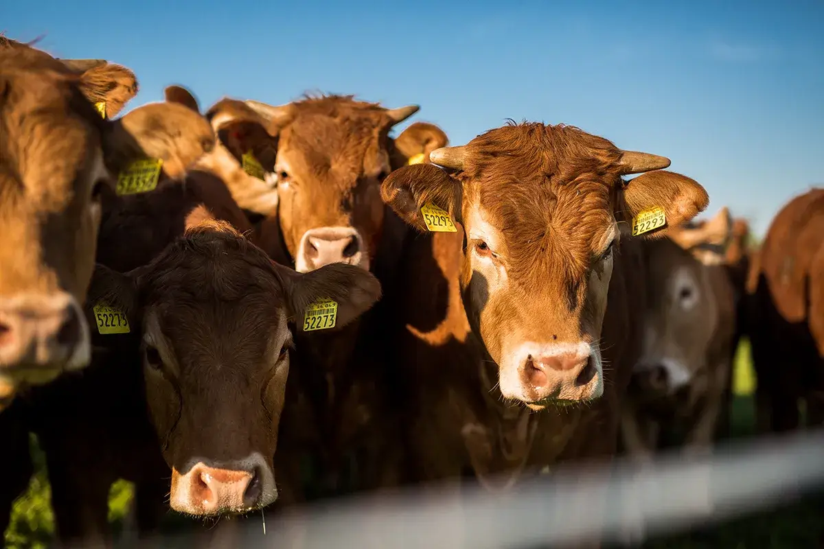 Mehrere Weiderinder auf einer Wiese der Gutsverwaltung Schönfelder Hochland