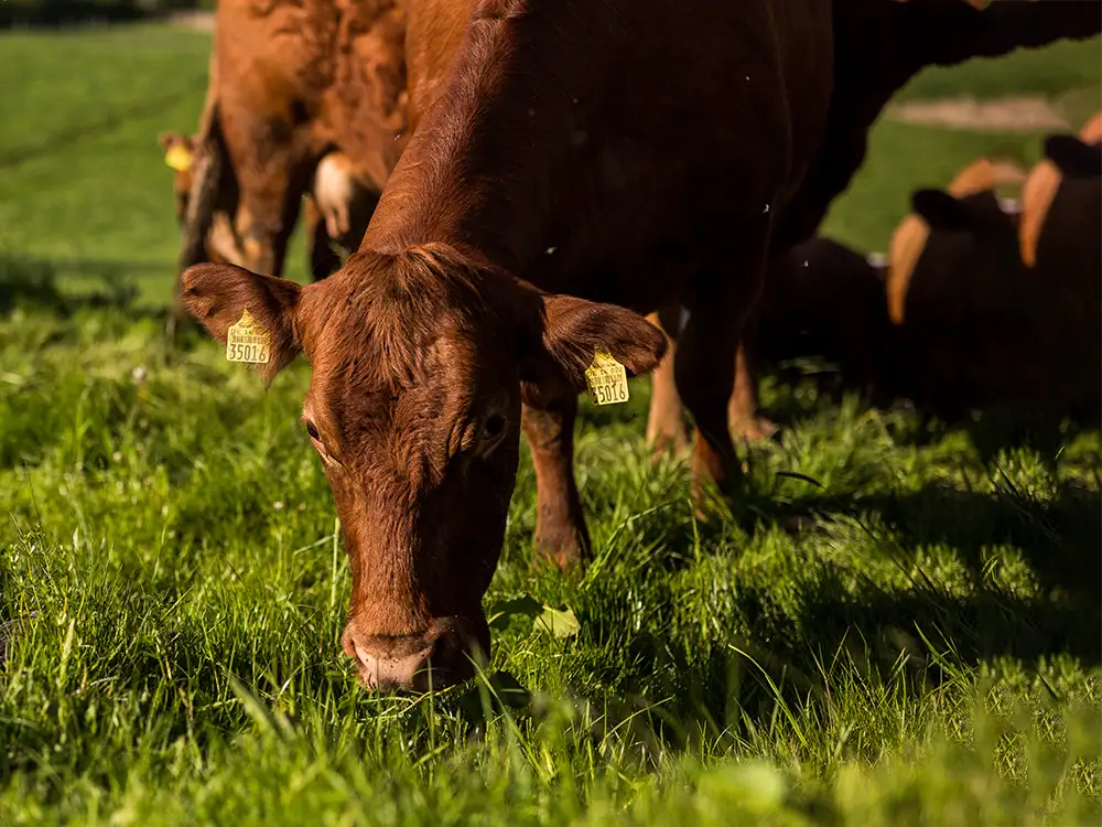 Rinder auf der Weide bei sonnigem Wetter auf der Gutsverwaltung Schönfelder Hochland