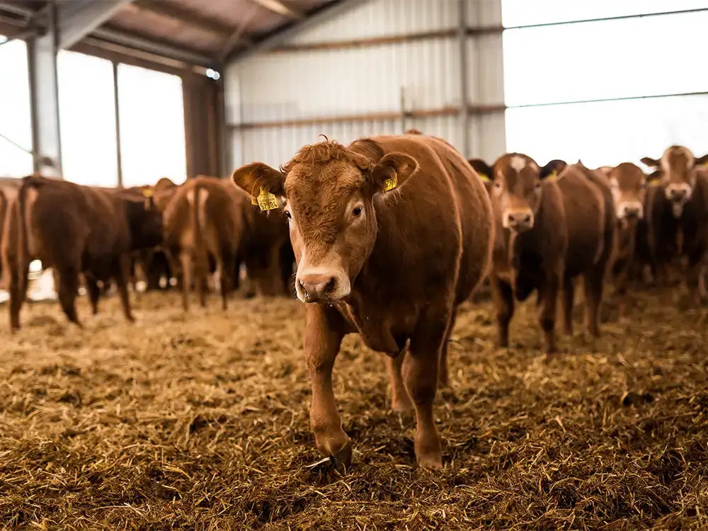 Rinder laufen frei durch den Stall der Gutsverwaltung Schönfelder Hochland