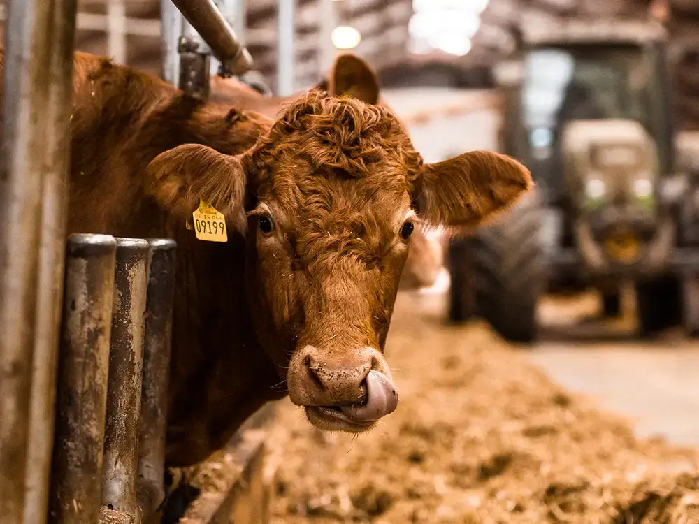 Nahaufnahme eines Rinds im Stall der Gutsverwaltung Schönfelder Hochland