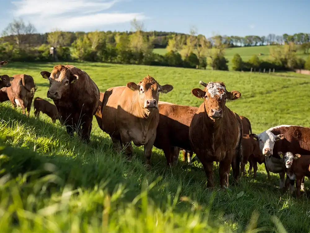 Gruppe von Weiderindern steht auf saftigen Wiese der Gutsverwaltung Schönfelder Hochland