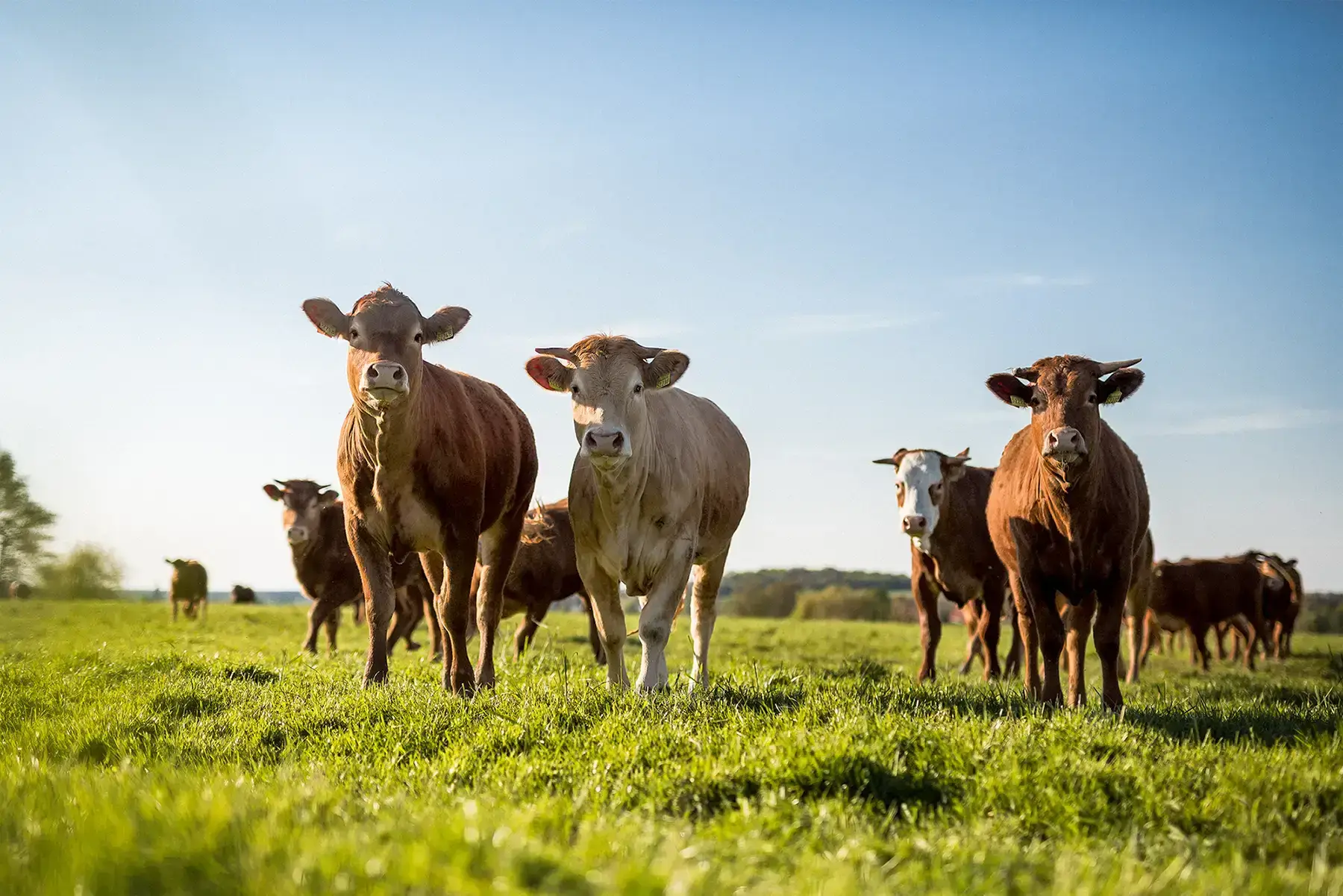 Gruppe von Weiderindern auf der Weide der Gutsverwaltung Schönfelder Hochland