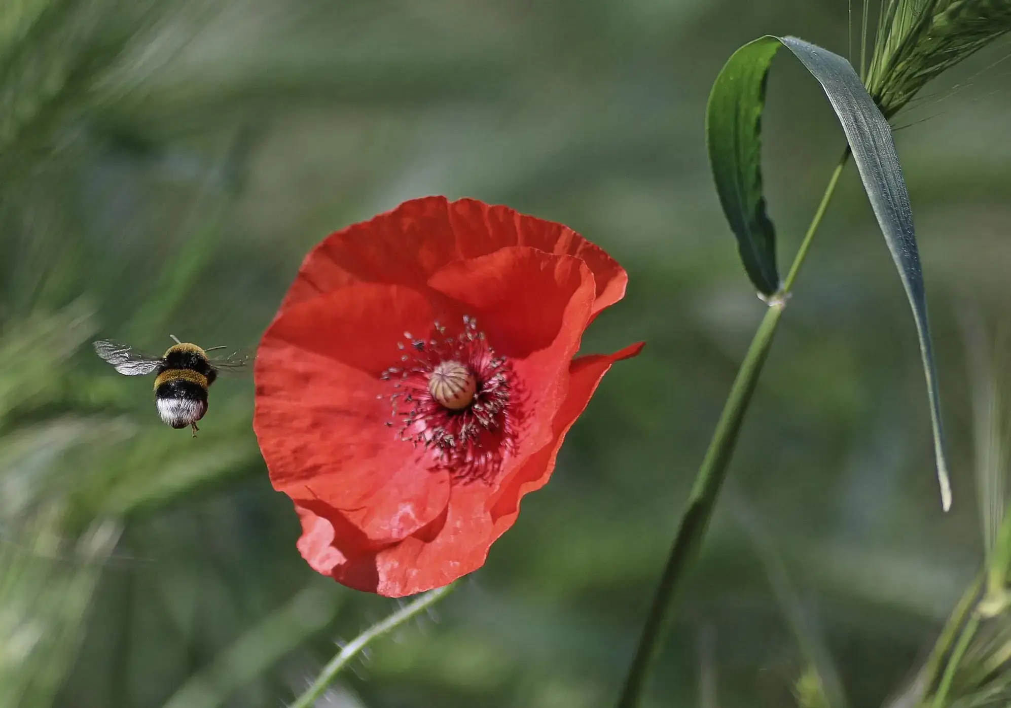 Mohnblüte mit Hummel auf den Blühfeldern der der Gutsverwaltung Schönfelder Hochland
