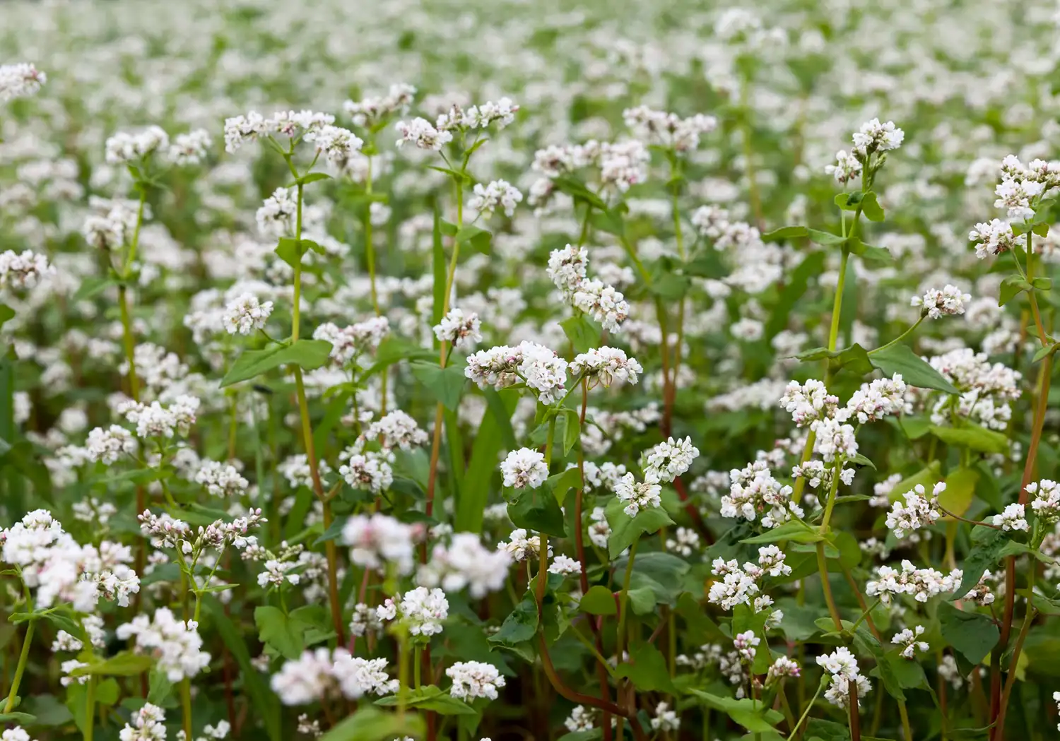 Blumenwiese auf den Flächen der Gutsverwaltung Schönfelder Hochland