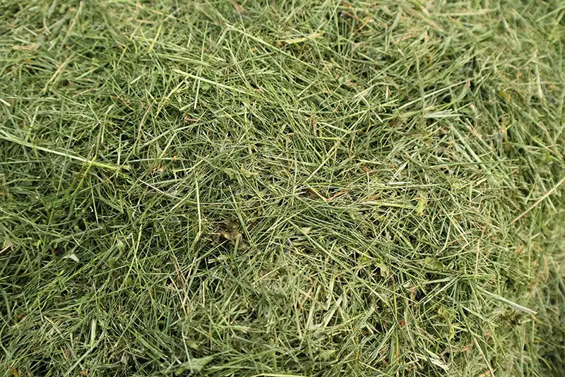 gGrassilage der Gutsverwaltung Schönfelder Hochland