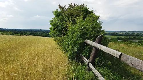 Heckenstreifen auf den Flächen der Gutsverwaltung Schönfelder Hochland