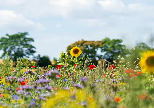 Verschiedene Blumenarten auf den Flächen der Gutsverwaltung Schönfelder Hochland