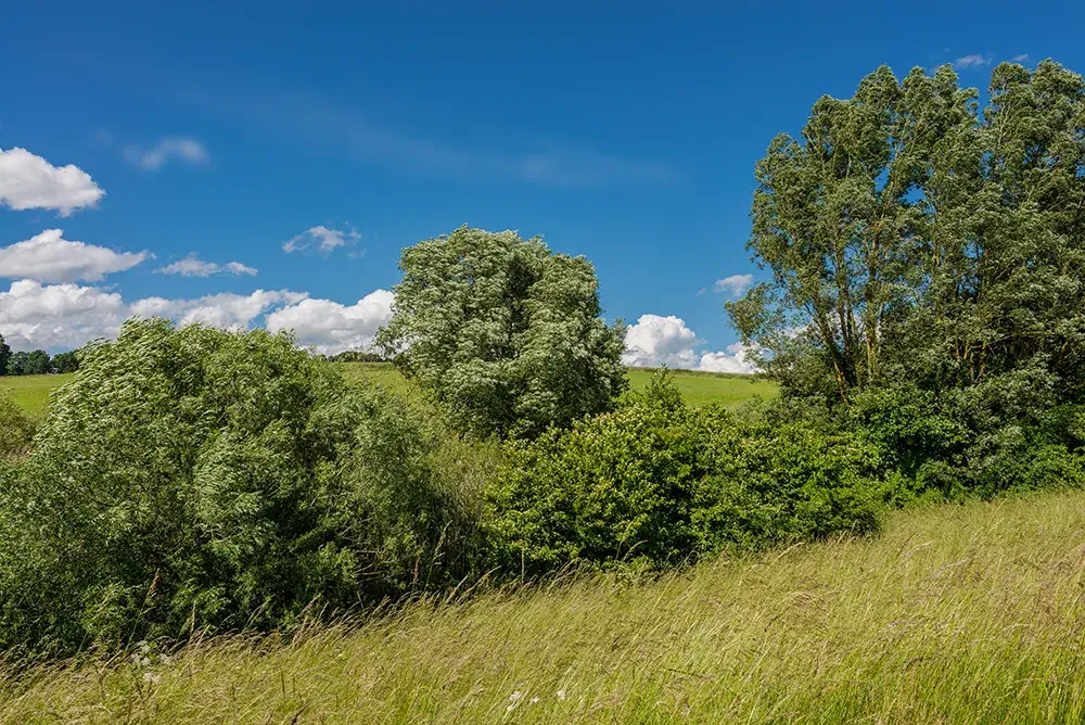 Heckenstreifen auf den Flächen der Gutsverwaltung Schönfelder Hochland