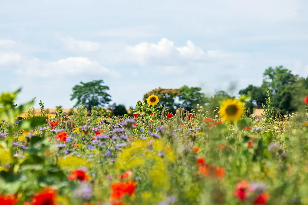 Verschiedene Blumenarten auf den Beetle-Bank-Flächen der Gutsverwaltung Schönfelder Hochland
