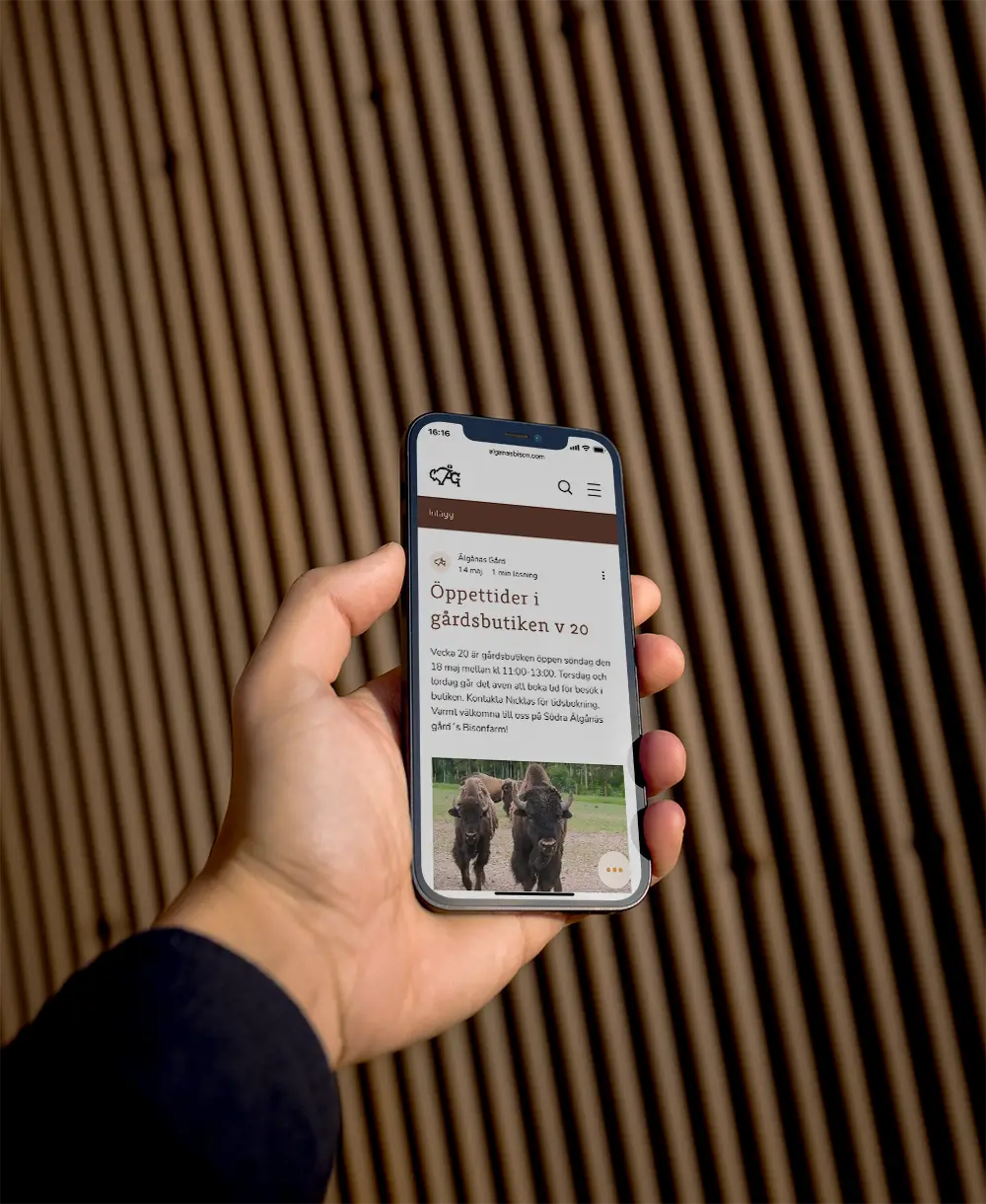 A hand holds a smartphone displaying a Swedish website about farm shop opening hours, with a photo of two black cows. The background features vertical brown wooden slats.
