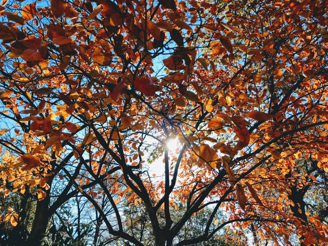 cozy midwest home during colorful autumn day