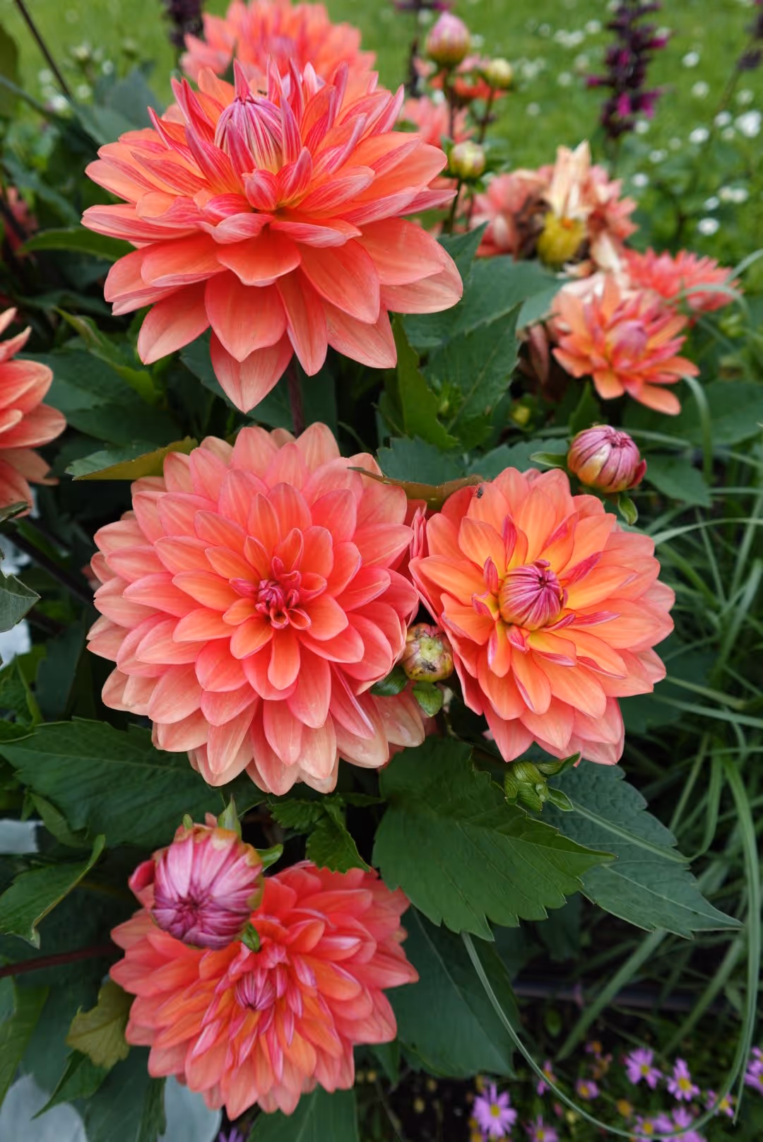 Close-up of vibrant pink and orange dahlia flowers with green leaves in a garden setting.