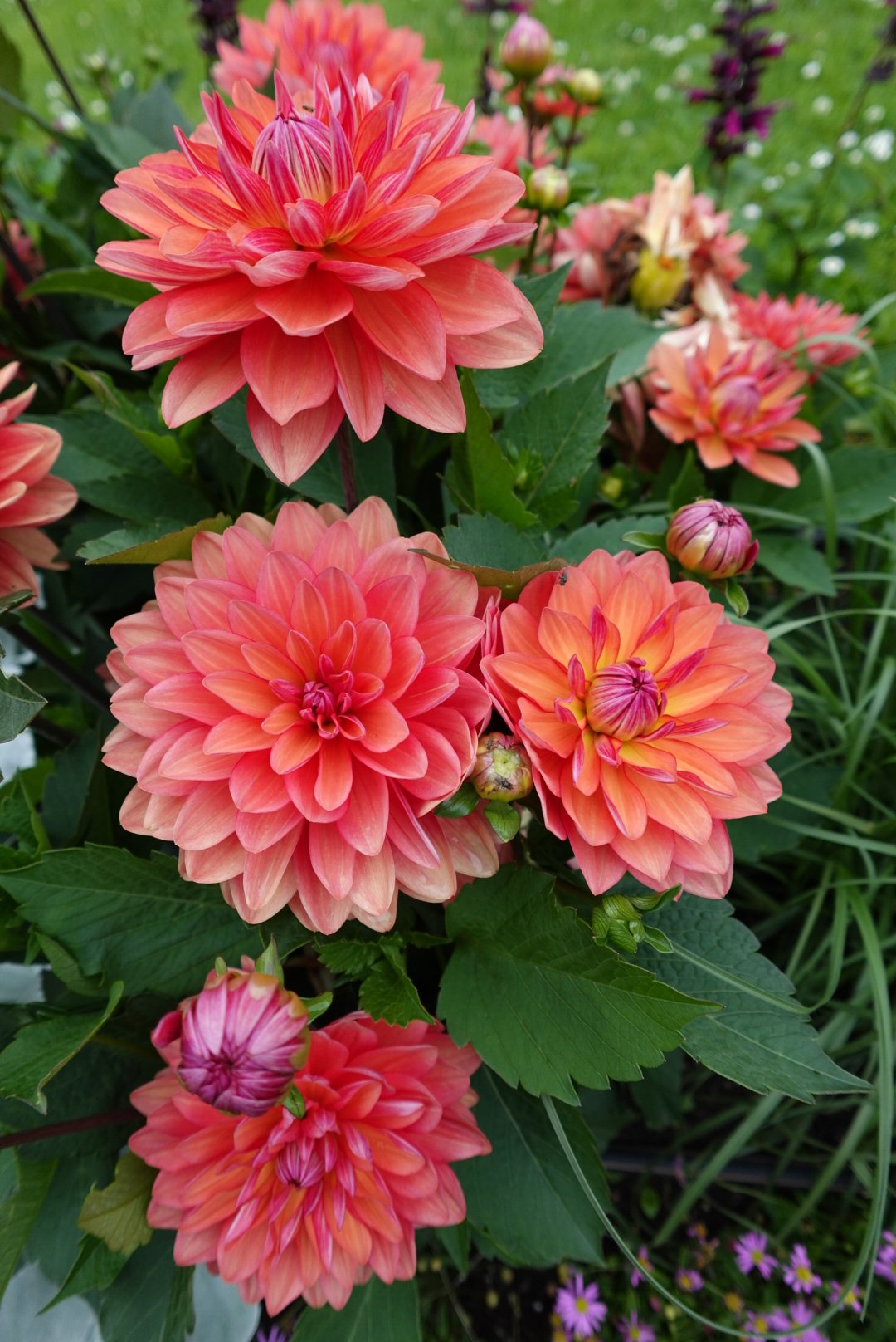 Close-up of vibrant pink and orange dahlia flowers with green leaves in a garden setting.