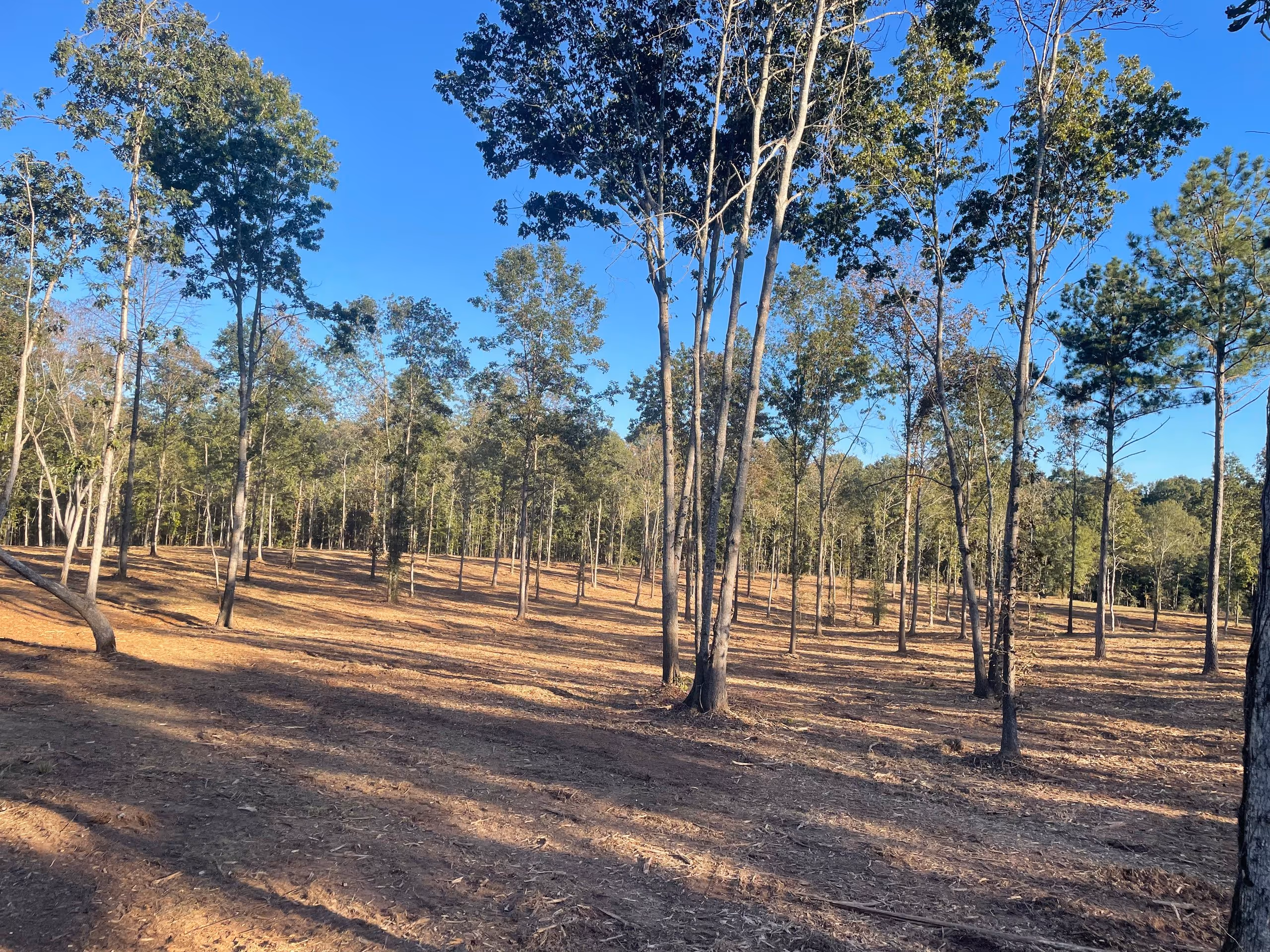 North Georgia Forestry Mulching large property