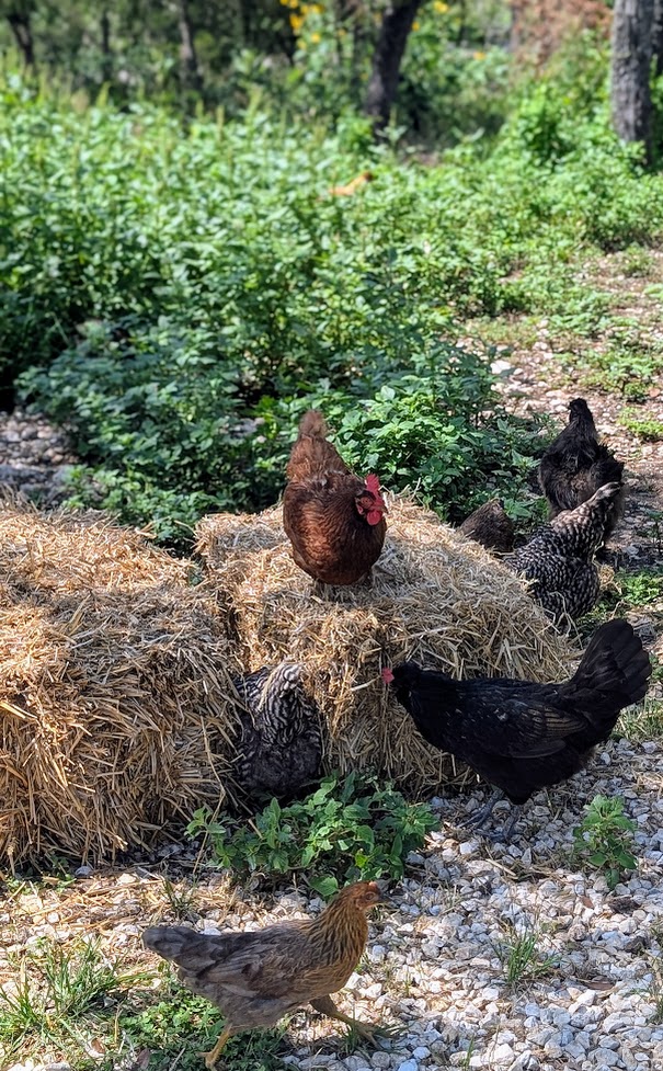 Chicken flock showing pecking order hierarchy, illustrating dominant and supportive personality roles.