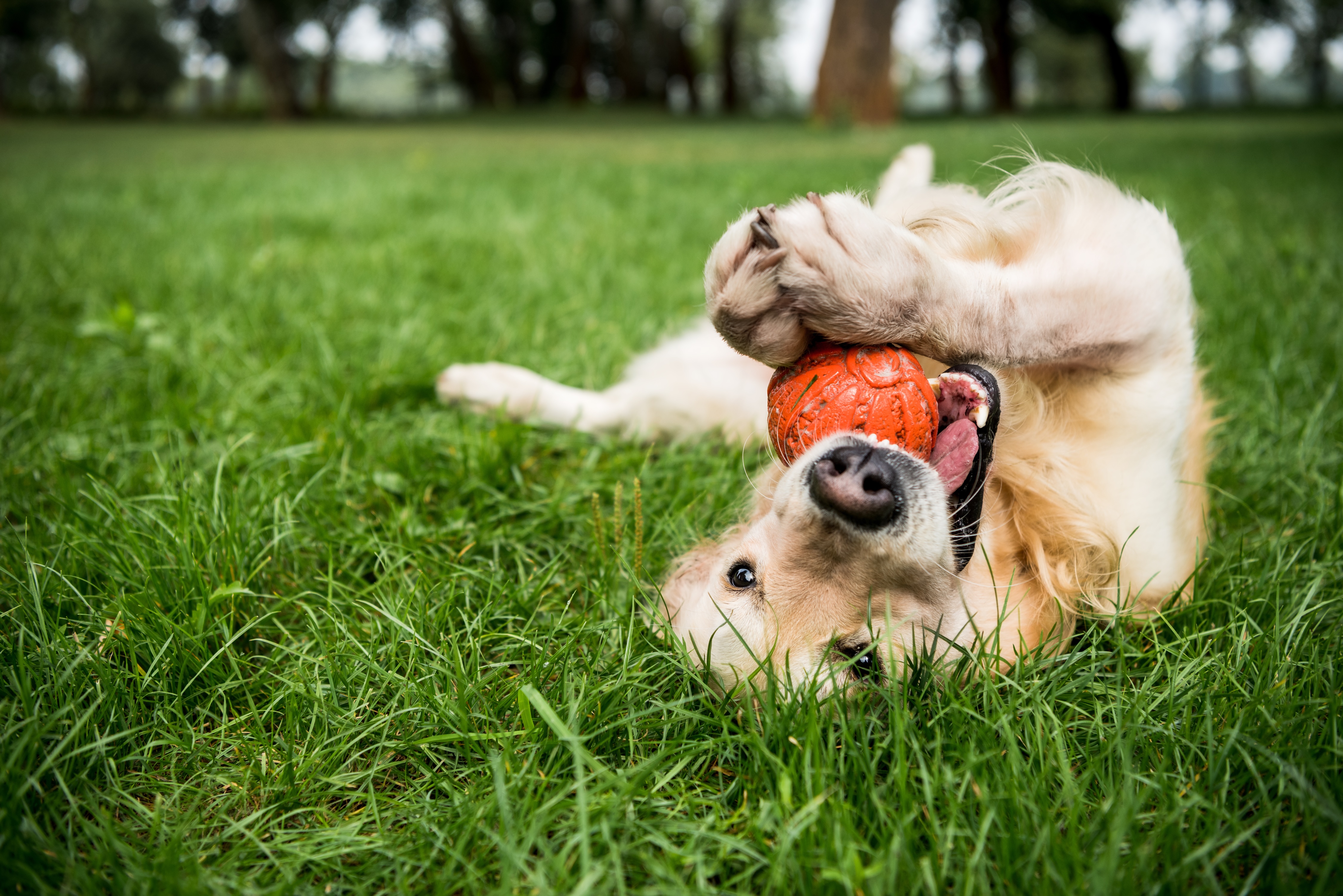 Dog laying in grass with ball in his mouth stock image