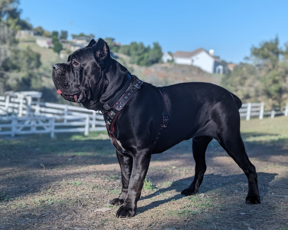 image of ongoing community projects