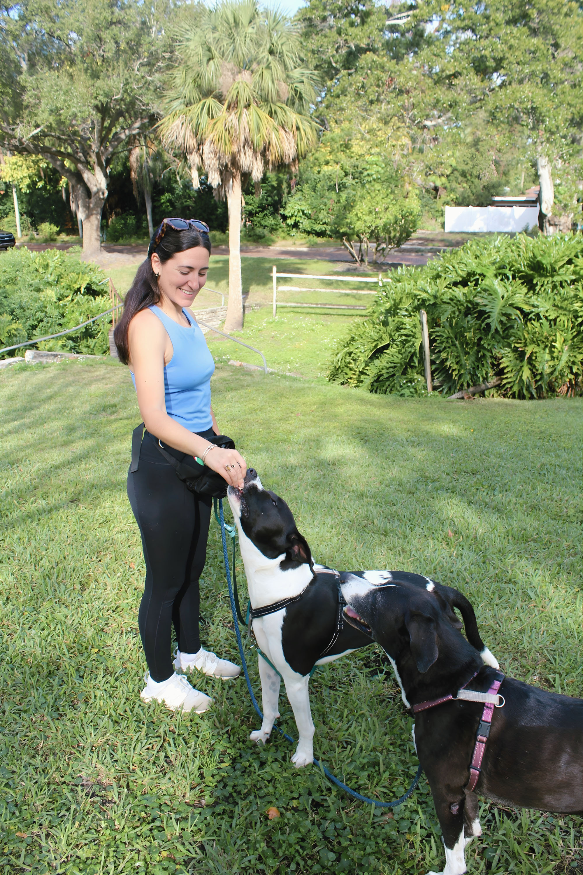 Calm dog learning to relax during relationship-based training in Seminole Florida
