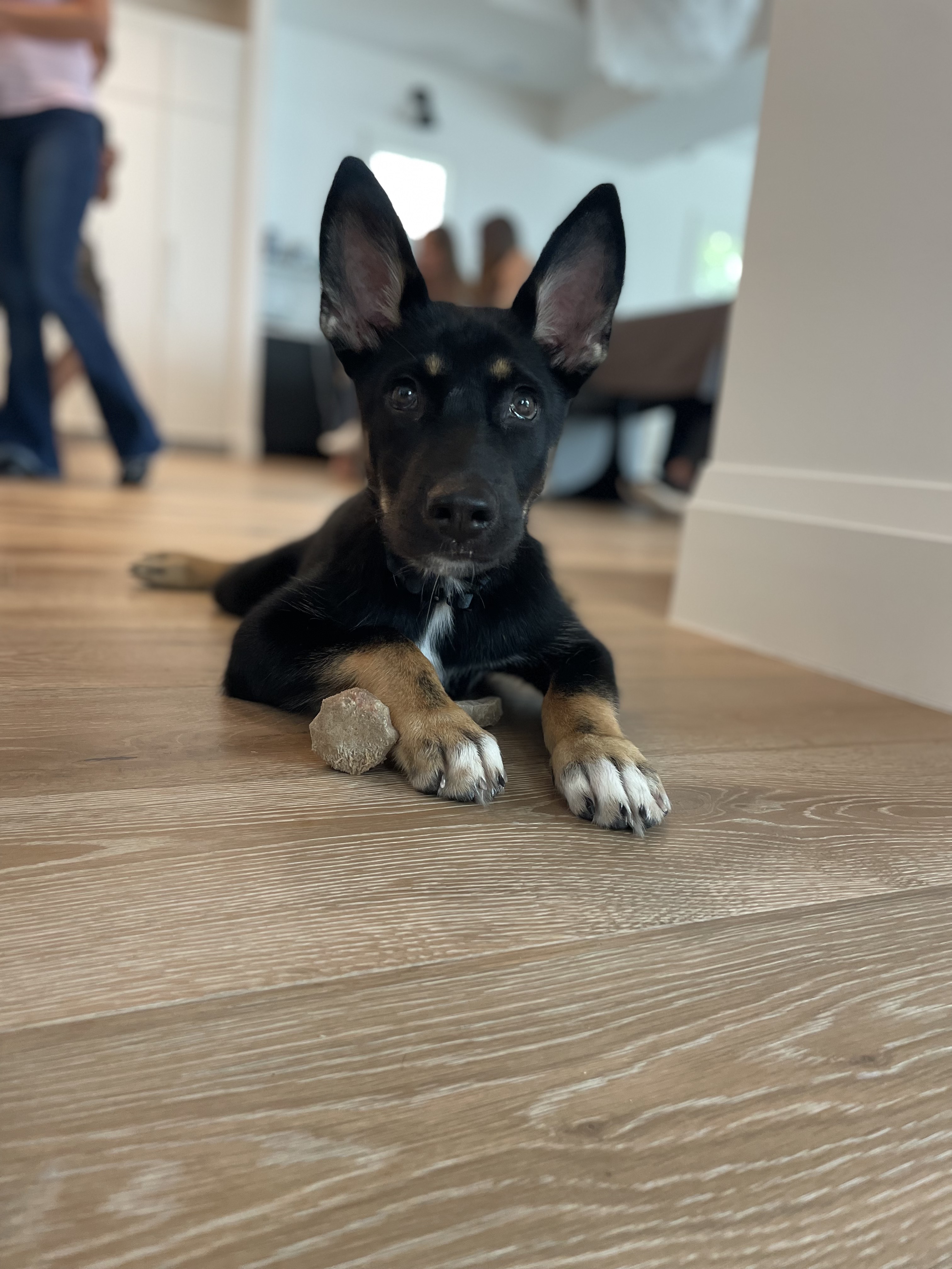 Puppy training session focused on socialization and confidence building