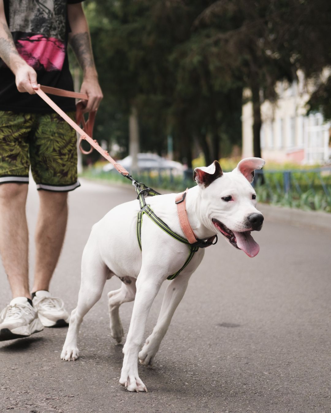 Calm dog after completing behavior transformation program in Tampa Bay