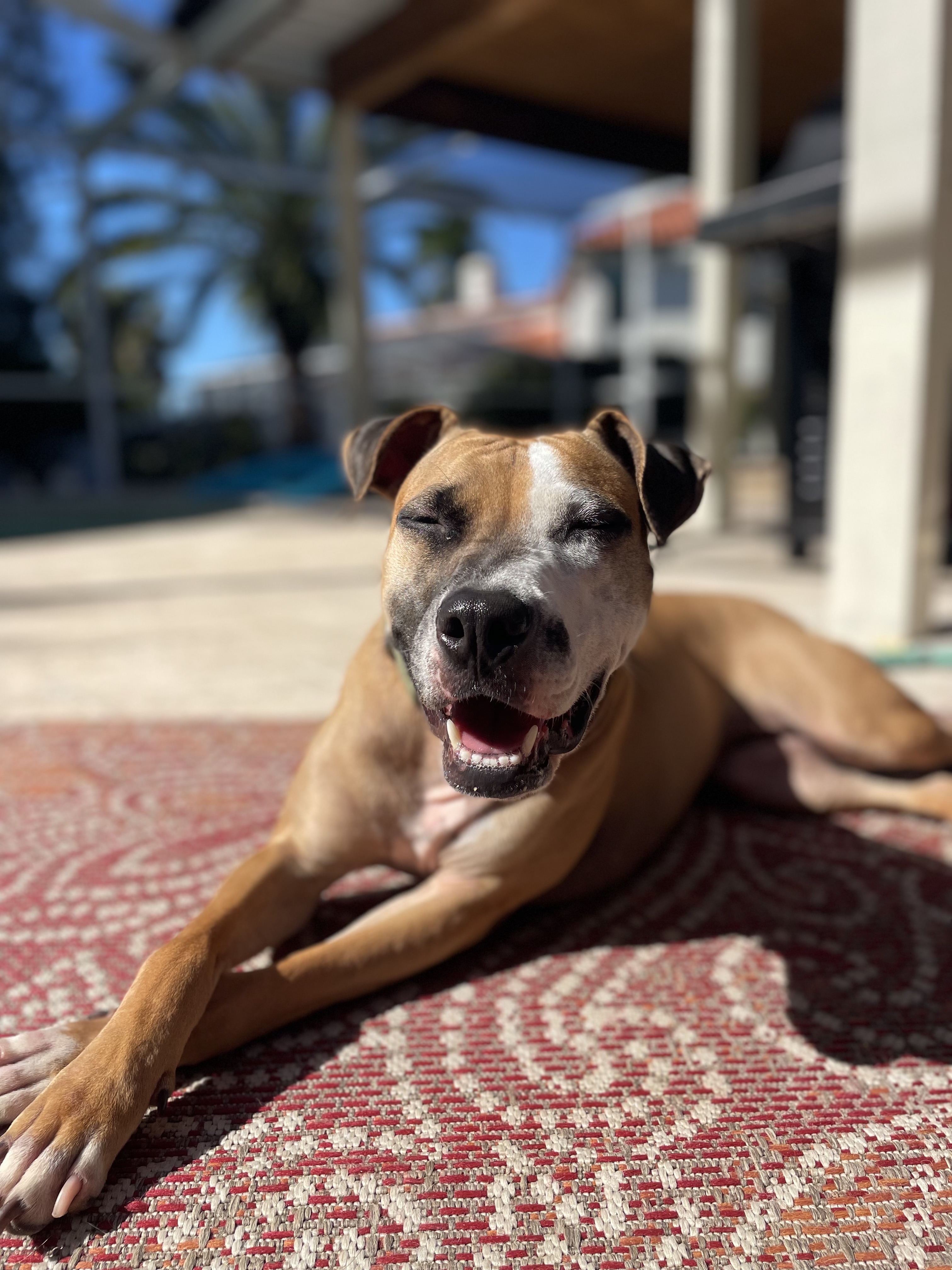 Virtual dog training session on laptop showing relationship-based behavior guidance