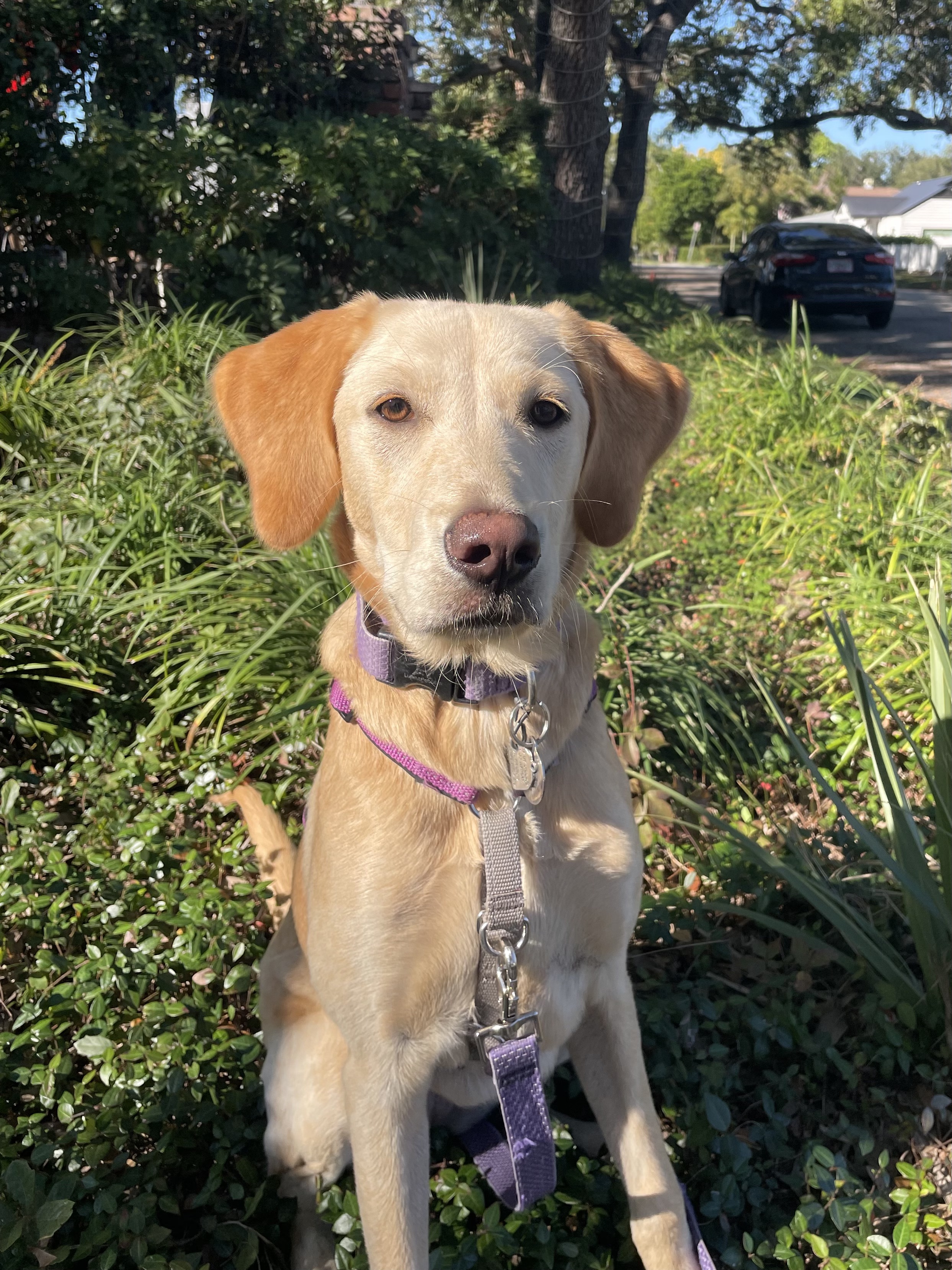 Professional virtual dog training session focused on calm behavior and owner coaching