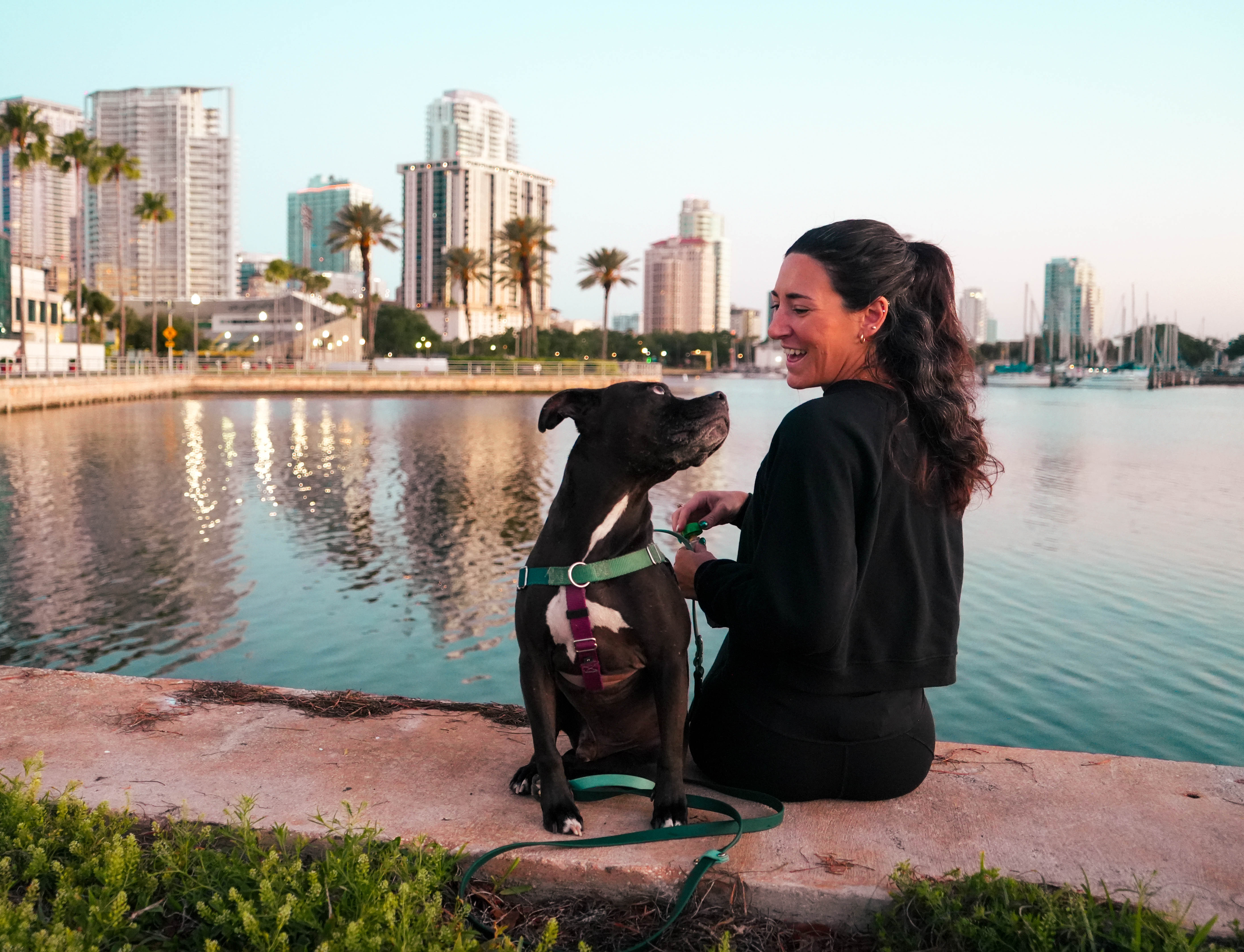 Relaxed dog learning to self-regulate during relationship-based training in St. Petersburg FL