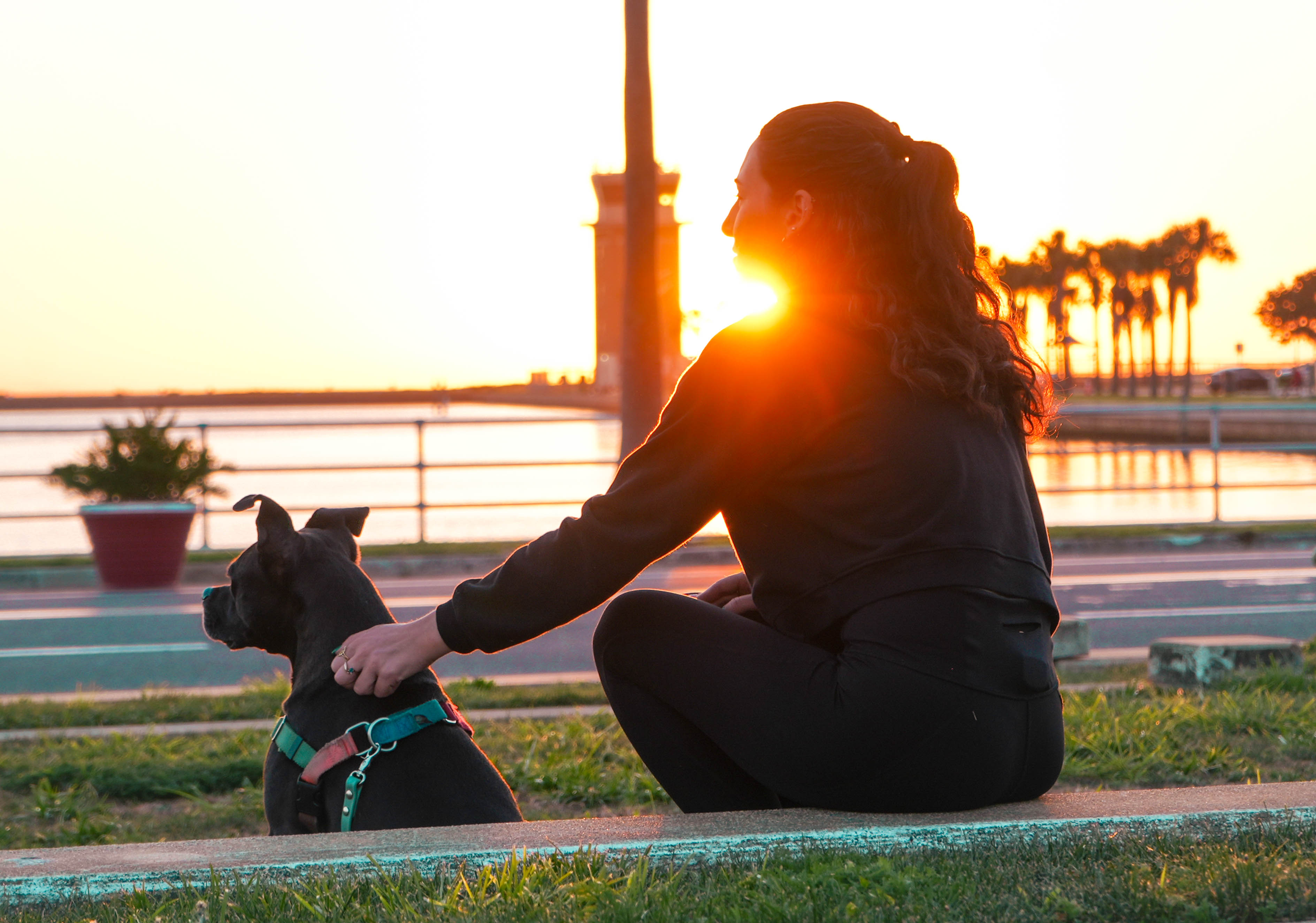 Calm dog after completing behavior transformation program in Tampa Bay