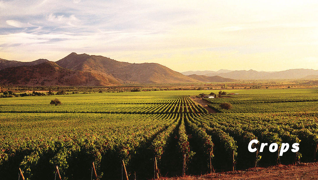 Vast green crop fields with rows extending toward distant mountains under a partly cloudy sky.