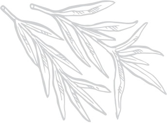 Desenho em preto e branco de dois ramos com folhas longas e estreitas, detalhadas com linhas internas.