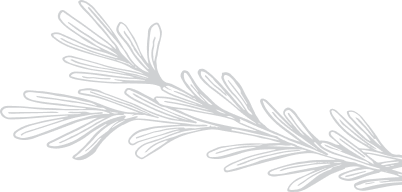 Ilustração de ramo fino com folhas longas e estreitas dispostas alternadamente nas duas extremidades do caule.
