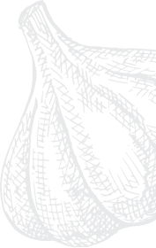 Desenho preto e branco de um cacho de alho com três dentes, estilo esboço com linhas cruzadas para textura.