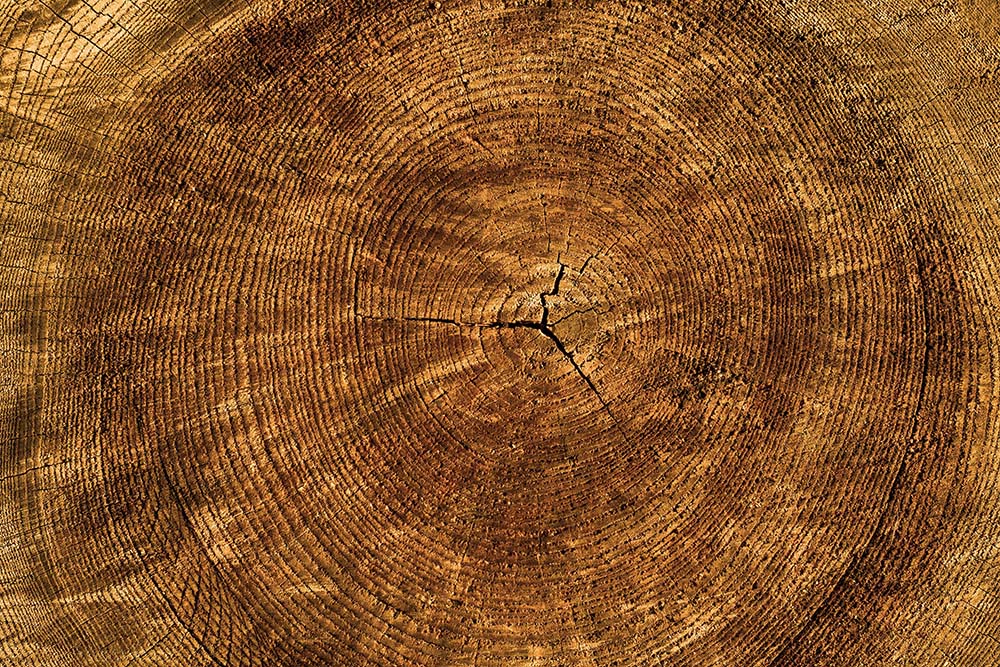 Close-up of tree rings and cracks on a wooden cross-section showing growth layers.