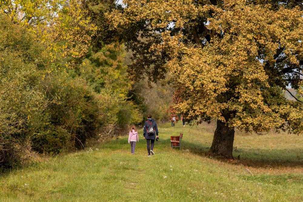 Adults and children walking on a grassy path surrounded by trees with autumn leaves.